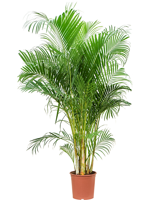 Planta naturala de interior Tuft D110xH180cm Dypsis (Areca) lutescens PS30/28cm in pamant