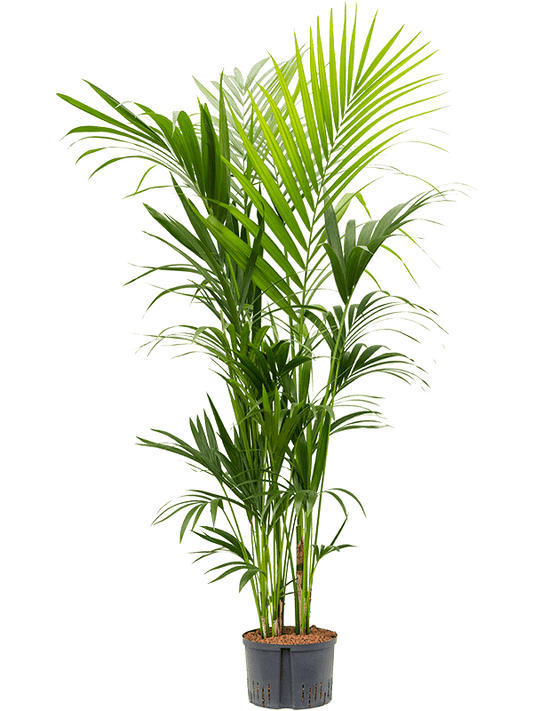 Planta naturala de interior Tuft D110xH180cm Kentia (Howea) forsteriana P28/19cm in hidrogranule
