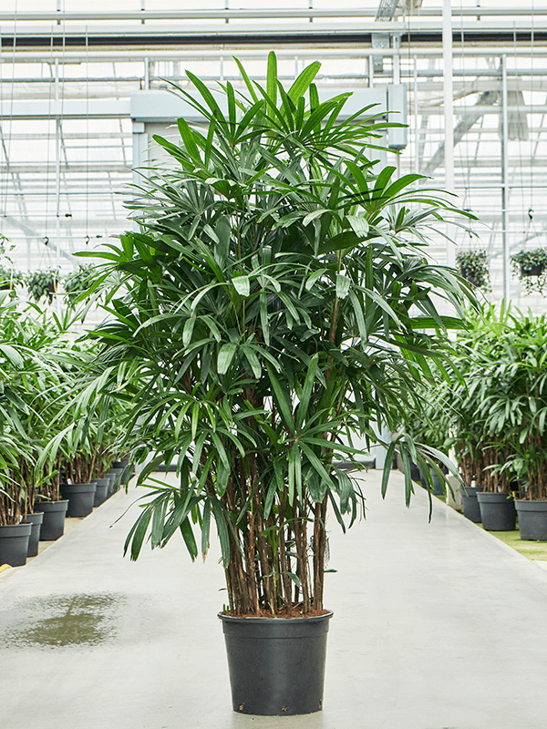 Planta naturala de interior Tuft D110xH230cm Rhapis excelsa PS40/36cm in pamant