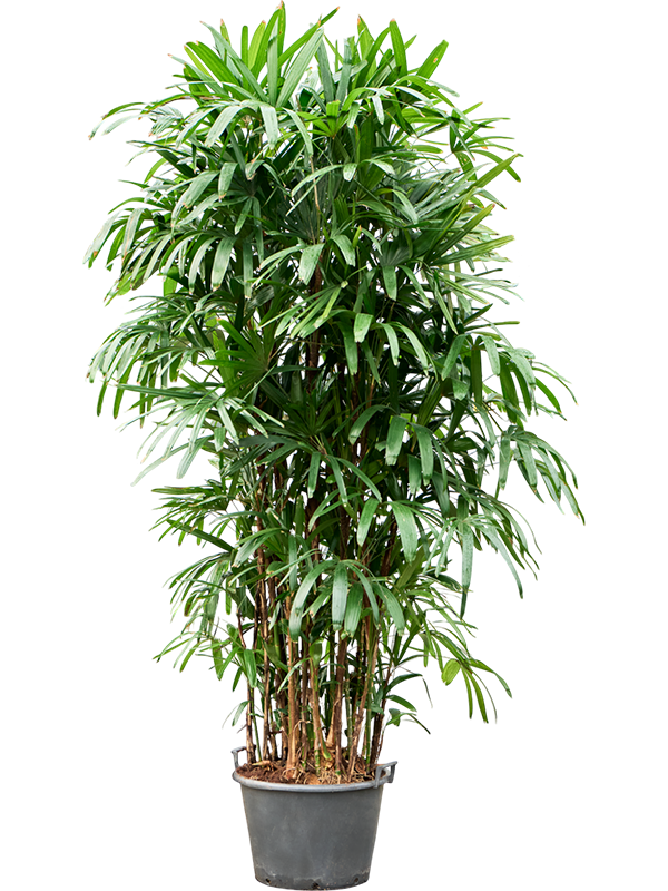 Planta naturala de interior Tuft D120xH250cm Rhapis excelsa PS50/41cm in pamant