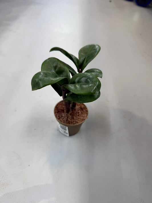 Planta naturala de interior Tuft D12xH12cm Zamioculcas zamiifolia 'Zenzi' PS6/4.5cm in pamant