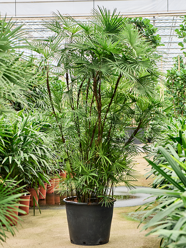 Planta naturala de interior Tuft D130xH250cm Rhapis multifida PS55/44cm in pamant