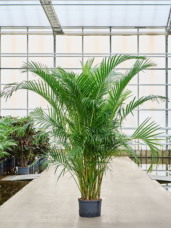 Planta naturala de interior Tuft D140xH200cm Dypsis (Areca) lutescens P28/19cm in hidrogranule