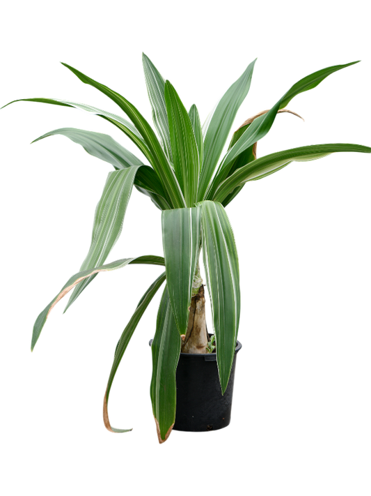 Planta naturala de interior Tuft D150xH170cm Crinum asiaticum PS45/37cm in pamant