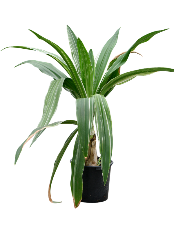 Planta naturala de interior Tuft D150xH170cm Crinum asiaticum PS45/37cm in pamant