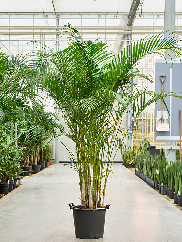 Planta naturala de interior Tuft D150xH225cm Dypsis (Areca) lutescens PS38/28cm in pamant