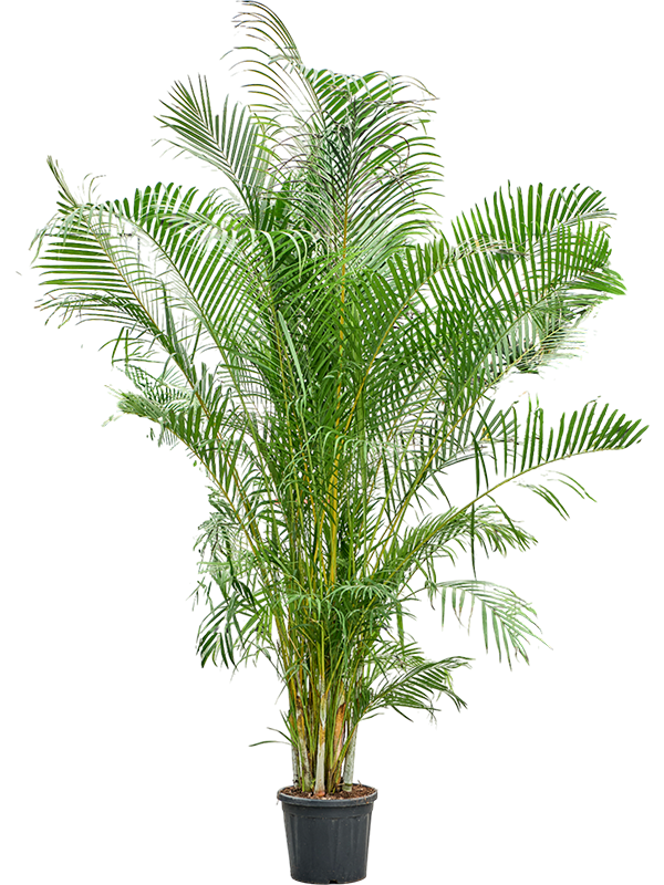 Planta naturala de interior Tuft D150xH240cm Dypsis (Areca) lutescens PS38/28cm in pamant