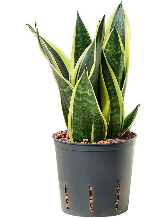 Planta naturala de interior Tuft D15xH25cm Sansevieria trifasciata 'Canary' P13/12cm in hidrogranule