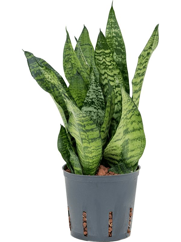 Planta naturala de interior Tuft D15xH25cm Sansevieria zeylanica 'Compacta' P13/12cm in hidrogranule