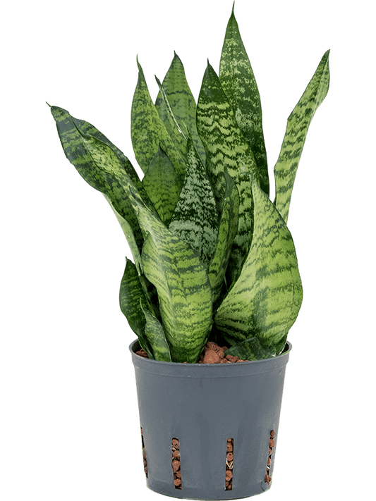 Planta naturala de interior Tuft D15xH25cm Sansevieria zeylanica 'Compacta' P13/12cm in hidrogranule