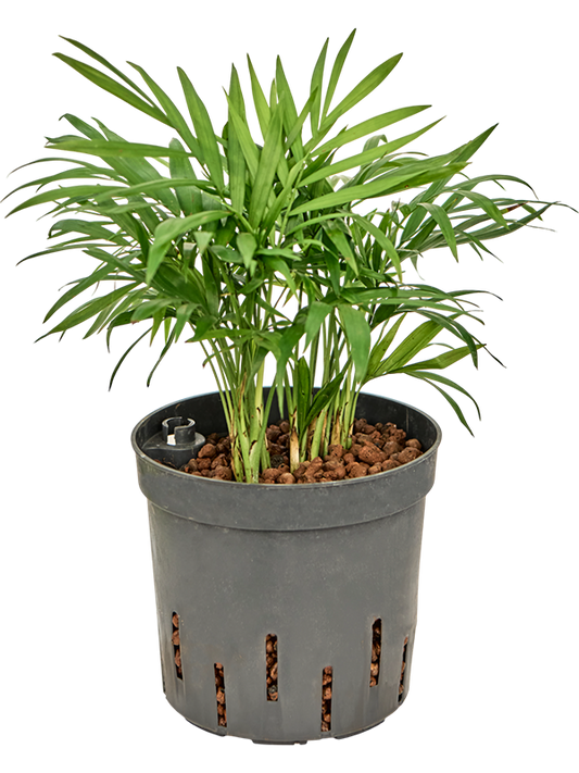 Planta naturala de interior Tuft D15xH30cm Chamaedorea elegans P13/12cm in hidrogranule