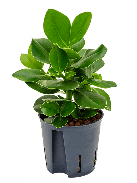 Planta naturala de interior Tuft D15xH30cm Clusia rosea 'Princess' P13/12cm in hidrogranule