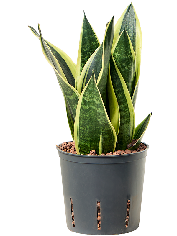 Planta naturala de interior Tuft D15xH30cm Sansevieria trifasciata 'Canary' P13/12cm in hidrogranule
