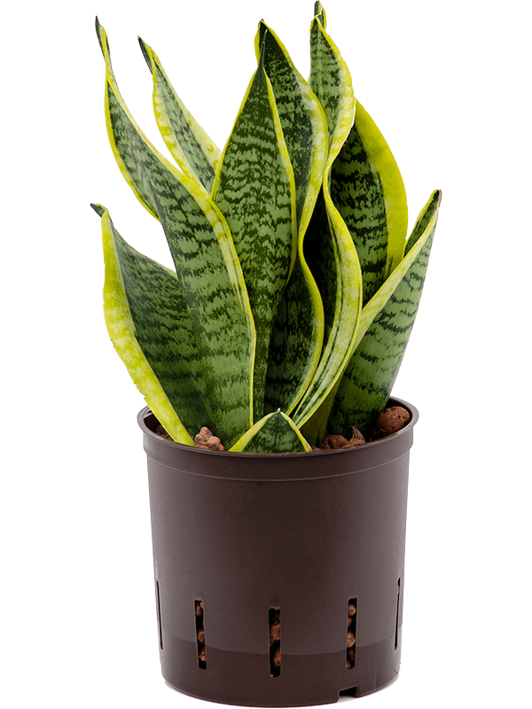 Planta naturala de interior Tuft D15xH30cm Sansevieria trifasciata 'Futura Superba' P13/12cm in hidrogranule