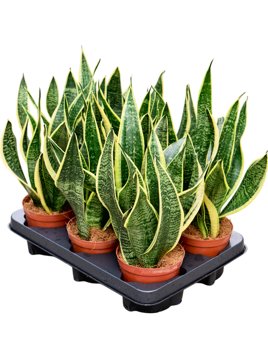 Planta naturala de interior Tuft D15xH30cm Sansevieria trifasciata 'Futura Superba' PS12/10cm in pamant