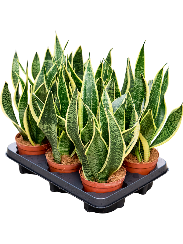 Planta naturala de interior Tuft D15xH30cm Sansevieria trifasciata 'Futura Superba' PS12/10cm in pamant