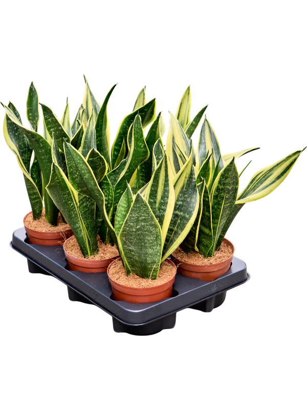 Planta naturala de interior Tuft D15xH30cm Sansevieria trifasciata 'Gold Flame' PS12/10cm in pamant