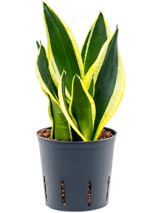 Planta naturala de interior Tuft D15xH30cm Sansevieria trifasciata 'Super Flame' P13/12cm in hidrogranule