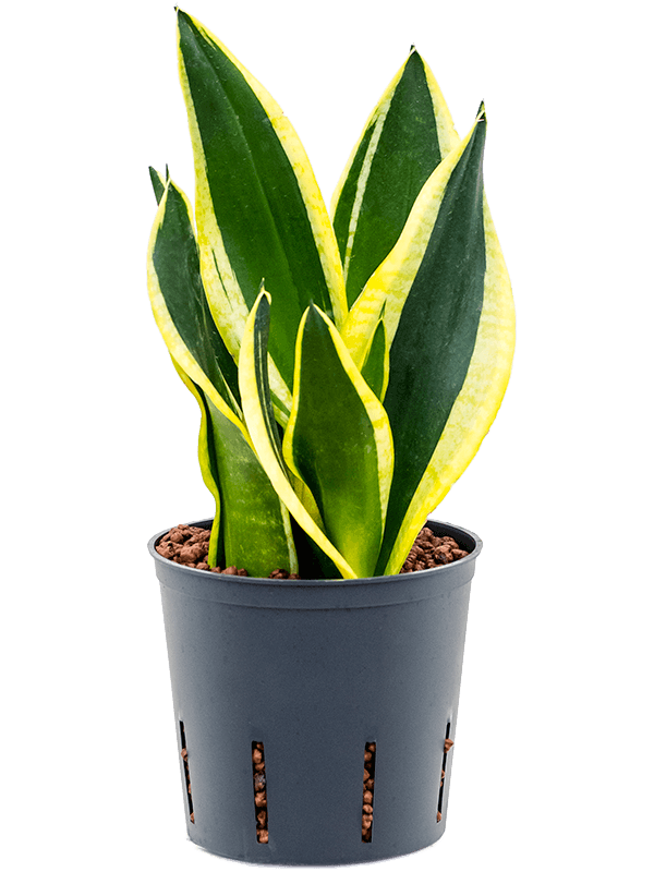 Planta naturala de interior Tuft D15xH30cm Sansevieria trifasciata 'Super Flame' P13/12cm in hidrogranule