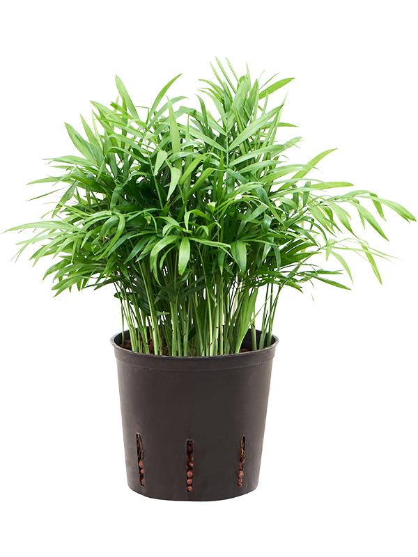 Planta naturala de interior Tuft D15xH35cm Chamaedorea elegans P13/12cm in hidrogranule