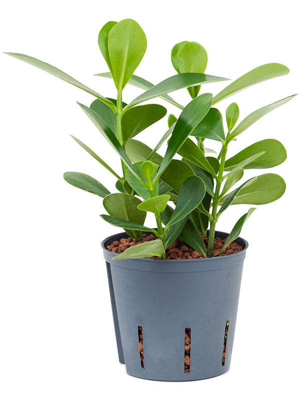 Planta naturala de interior Tuft D15xH35cm Clusia rosea 'Green Magic' P13/12cm in hidrogranule