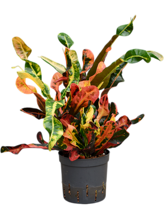 Planta naturala de interior Tuft D15xH35cm Croton (Codiaeum) variegatum 'Mammi' P13/12cm in hidrogranule