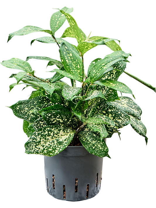 Planta naturala de interior Tuft D15xH35cm Dracaena godseffiana 'Florida beauty' P13/12cm in hidrogranule