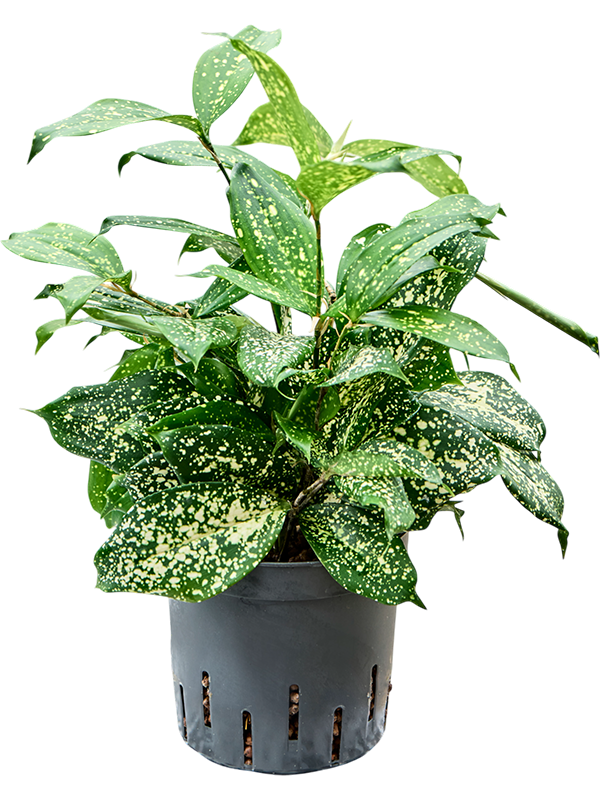 Planta naturala de interior Tuft D15xH35cm Dracaena godseffiana 'Florida beauty' P13/12cm in hidrogranule