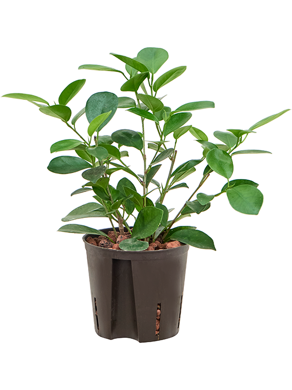 Planta naturala de interior Tuft D15xH35cm Ficus microcarpa 'Moclame' P13/12cm in hidrogranule