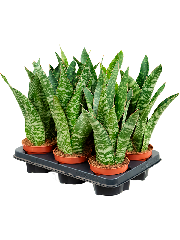 Planta naturala de interior Tuft D15xH35cm Sansevieria aubrytiana PS12/10cm in pamant