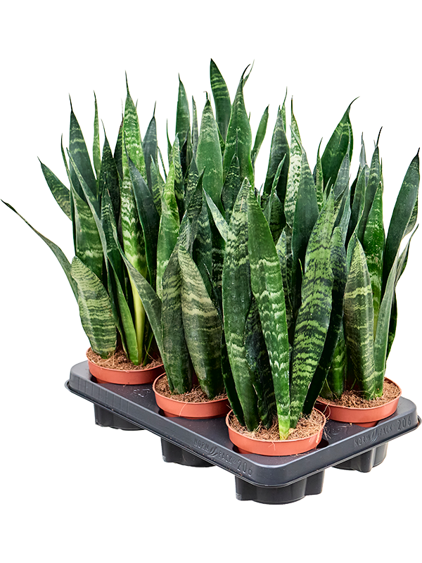 Planta naturala de interior Tuft D15xH35cm Sansevieria trifasciata 'Black Coral' PS12/10cm in pamant