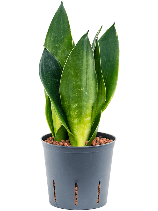 Planta naturala de interior Tuft D15xH35cm Sansevieria trifasciata 'Black Diamond' P13/12cm in hidrogranule