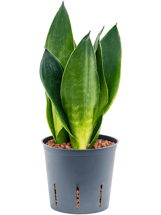 Planta naturala de interior Tuft D15xH35cm Sansevieria trifasciata 'Black Diamond' P13/12cm in hidrogranule