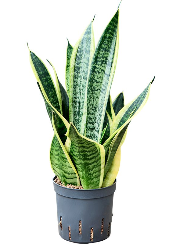 Planta naturala de interior Tuft D15xH35cm Sansevieria trifasciata 'Futura Superba' P13/12cm in hidrogranule