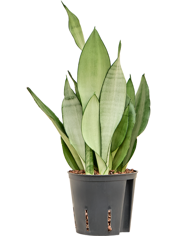 Planta naturala de interior Tuft D15xH35cm Sansevieria trifasciata 'Moonshine' P13/12cm in hidrogranule