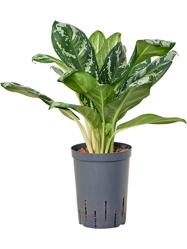 Planta naturala de interior Tuft D15xH40cm Aglaonema 'Amazon silver' P15/19cm in hidrogranule