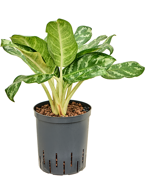 Planta naturala de interior Tuft D15xH40cm Aglaonema 'Amazon silver' P18/19cm in hidrogranule