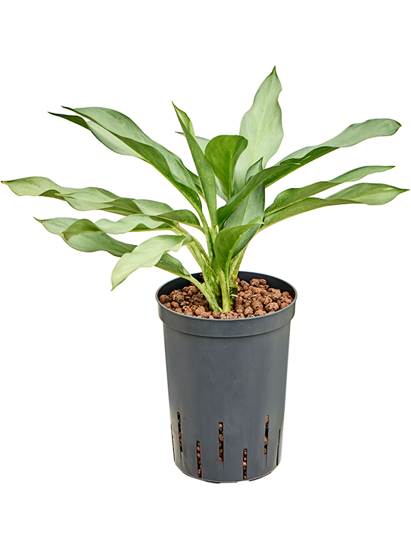 Planta naturala de interior Tuft D15xH40cm Aglaonema 'Ghost' P15/19cm in hidrogranule