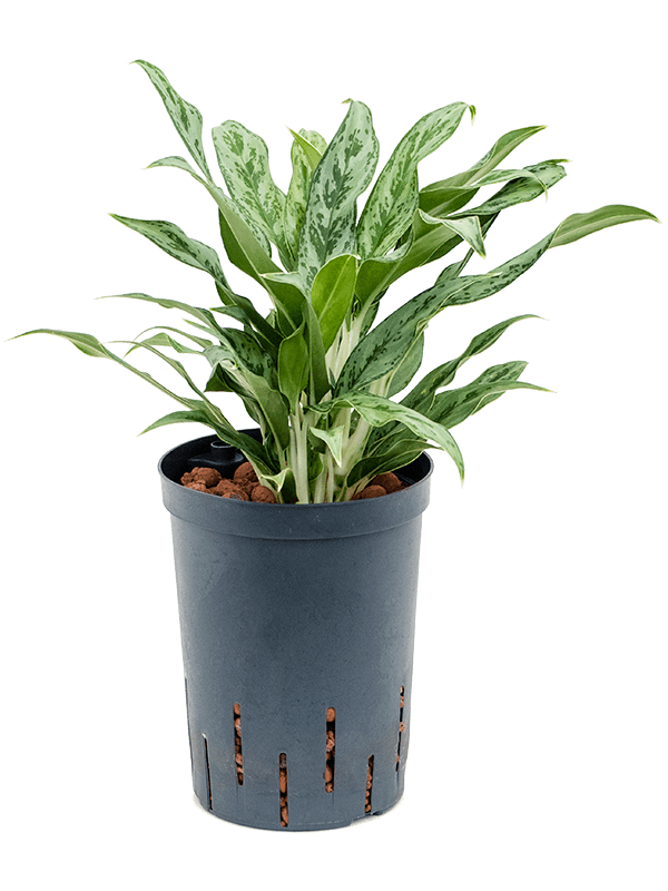 Planta naturala de interior Tuft D15xH40cm Aglaonema 'Greyhound' P15/19cm in hidrogranule