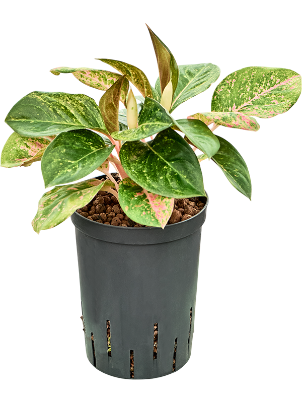 Planta naturala de interior Tuft D15xH40cm Aglaonema 'White Laksap' P15/19cm in hidrogranule