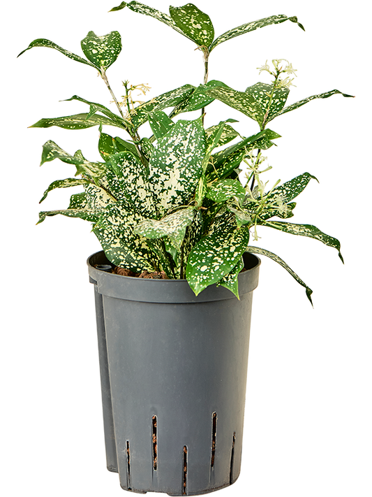 Planta naturala de interior Tuft D15xH40cm Dracaena godseffiana 'Florida beauty' P15/19cm in hidrogranule