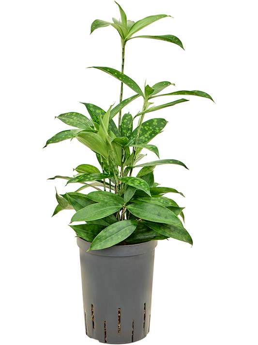 Planta naturala de interior Tuft D15xH40cm Dracaena surculosa P15/19cm in hidrogranule
