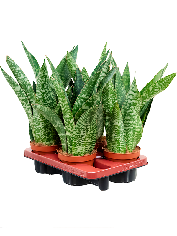 Planta naturala de interior Tuft D15xH40cm Sansevieria aubrytiana PS14/12cm in pamant