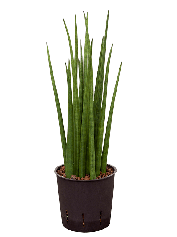 Planta naturala de interior Tuft D15xH40cm Sansevieria cylindrica 'Spikes' P13/12cm in hidrogranule