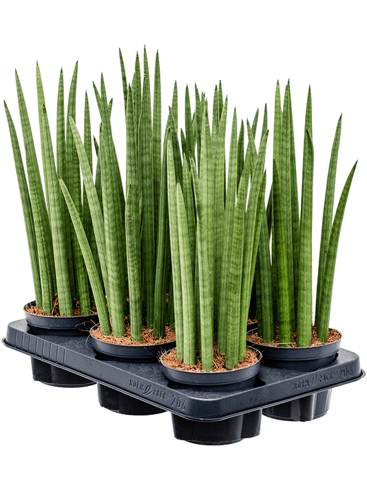 Planta naturala de interior Tuft D15xH40cm Sansevieria cylindrica 'Spikes' PS12/11cm in pamant