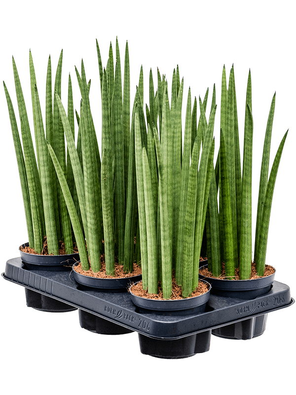 Planta naturala de interior Tuft D15xH40cm Sansevieria cylindrica 'Spikes' PS12/11cm in pamant