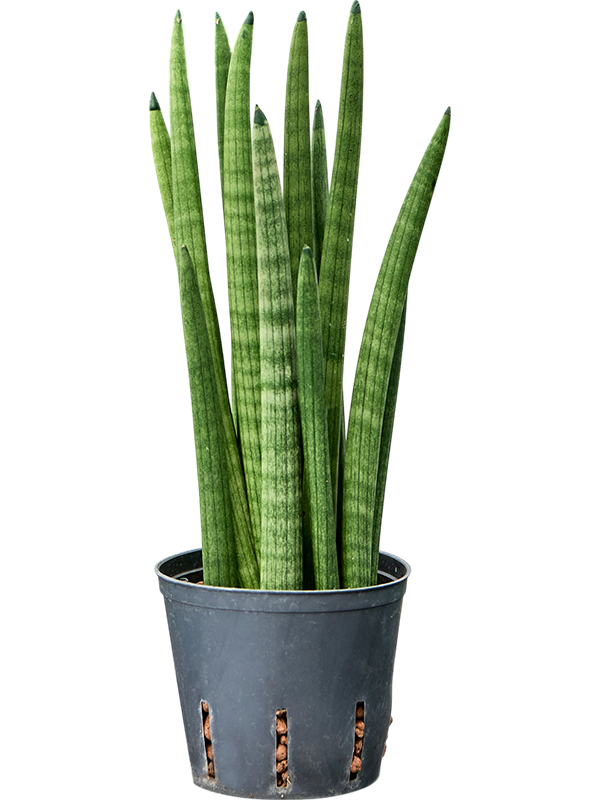 Planta naturala de interior Tuft D15xH40cm Sansevieria cylindrica 'Tower' P13/12cm in hidrogranule