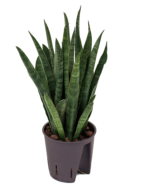 Planta naturala de interior Tuft D15xH40cm Sansevieria kirkii P13/12cm in hidrogranule