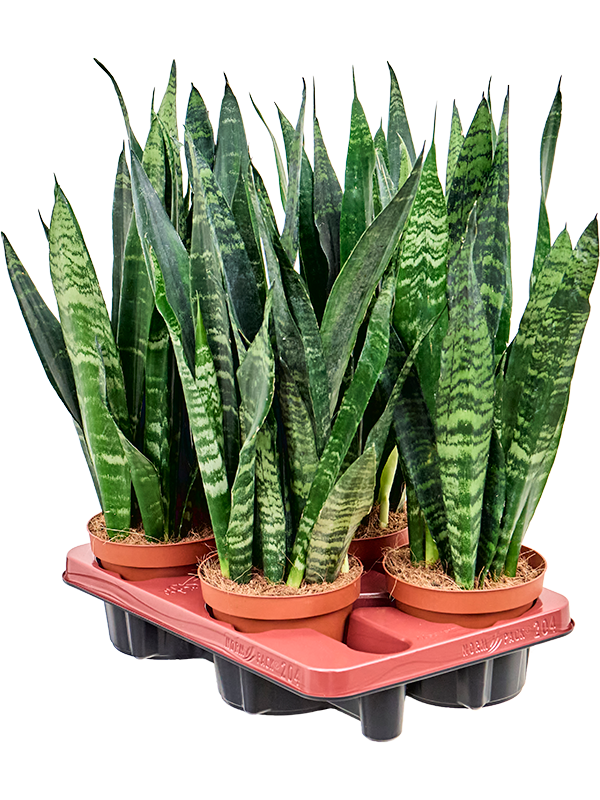 Planta naturala de interior Tuft D15xH40cm Sansevieria trifasciata 'Black Coral' PS14/12cm in pamant