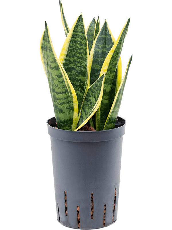 Planta naturala de interior Tuft D15xH40cm Sansevieria trifasciata 'Futura Superba' P15/19cm in hidrogranule